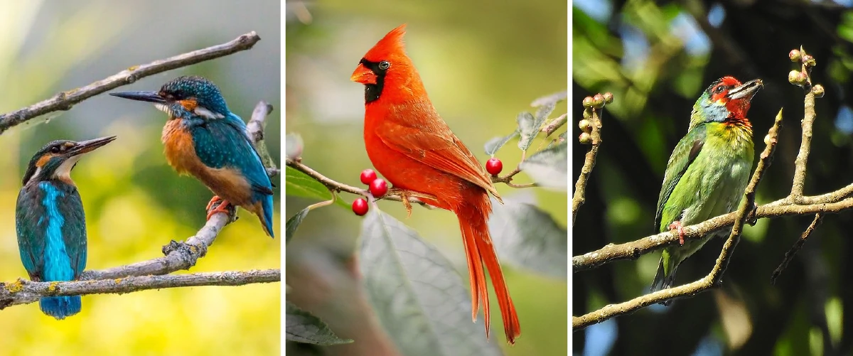 Kinds of birds that you can find in chikmagalur for birdwatcher's