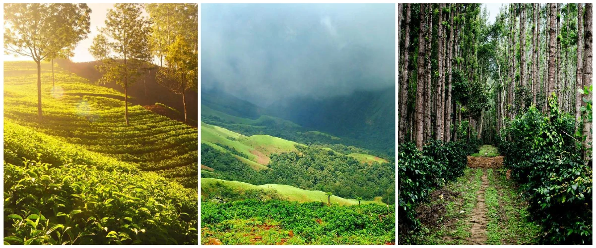 Nature view & beauty of Chikmagalur in different seasons